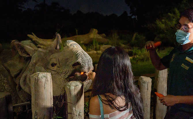 Rhino Feeding Session at Night Safari