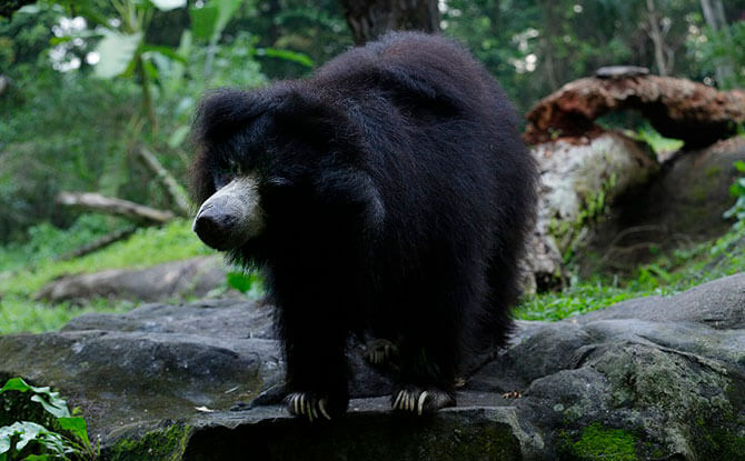 Adult sloth bear