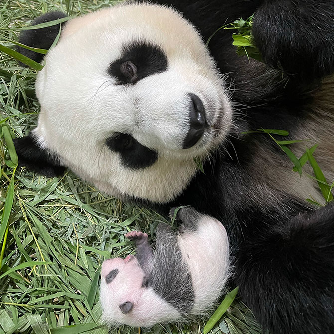 Baby Boy Panda in Singapore