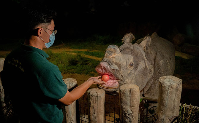 Booking the Night Safari Indian Rhino Feeding Session