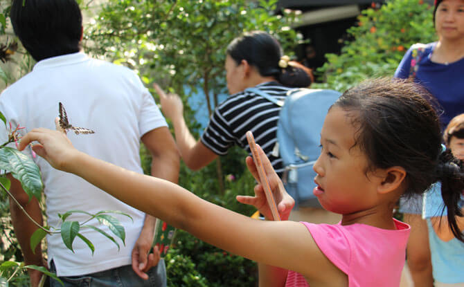 Have A Fluttering Encounter At Singapore Zoo’s Fragile Forest Butterfly Aviary