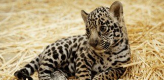 Jaguar cub - Animal Births in 2017