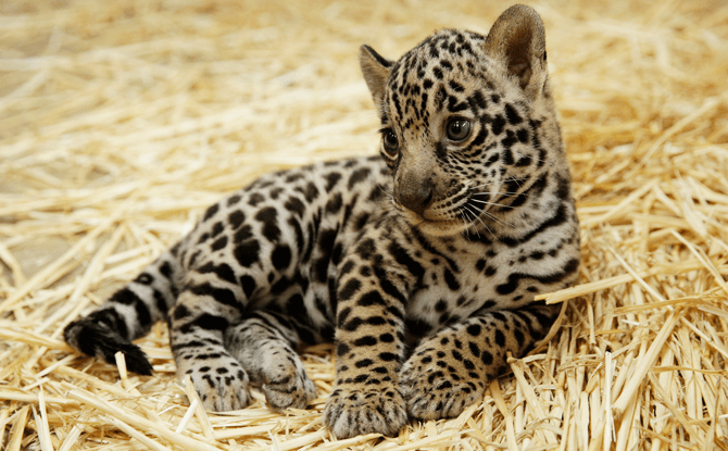 Jaguar cub - Animal Births in 2017