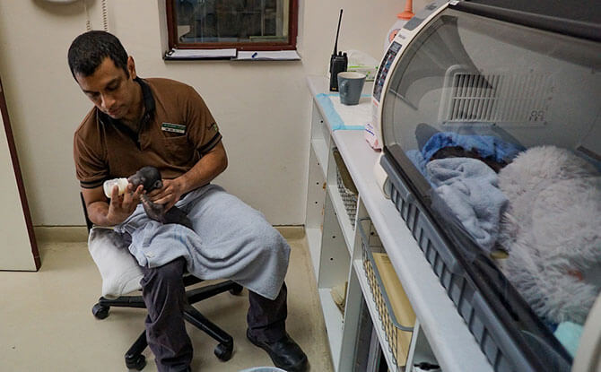 Dr Abraham Mathew, Assistant Director, Veterinary Services, Wildlife Reserves Singapore, feeding one of the sloth bear cubs.