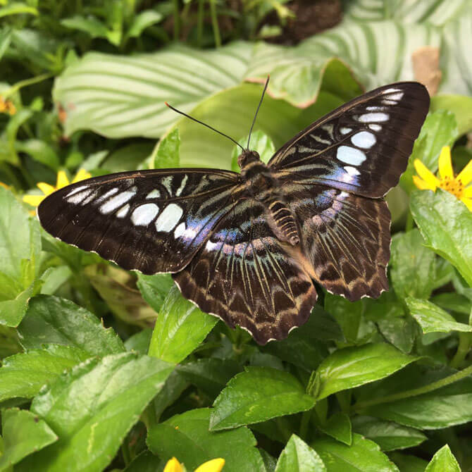 Clipper butterfly