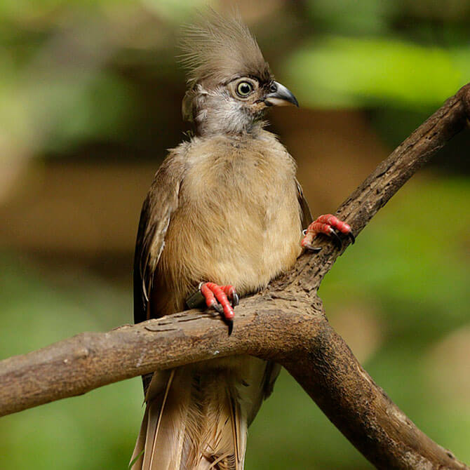 Speckled mousebird