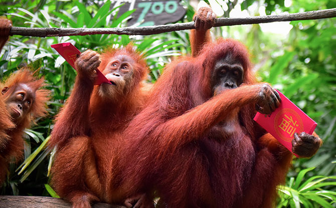 Singapore Zoo Chinese New Year 2020 Activities