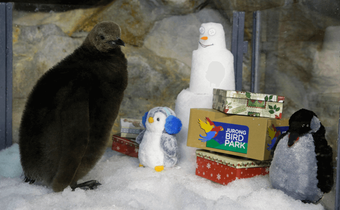 King penguin chick, Maru