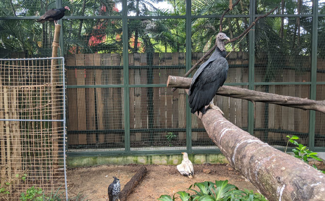 Retirement Aviary at Jurong Bird Park