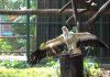 Retirement Aviary Opens At Jurong Bird Park For Former Stars Of Kings Of The Skies Show