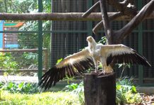 Retirement Aviary At Jurong Bird Park: Home For Former Stars Of Kings Of The Skies Show Retirement Aviary Opens At Jurong Bird Park For Former Stars Of Kings Of The Skies Show