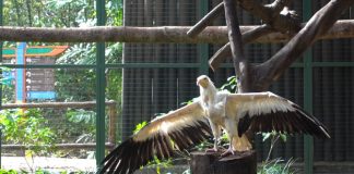 Retirement Aviary Opens At Jurong Bird Park For Former Stars Of Kings Of The Skies Show