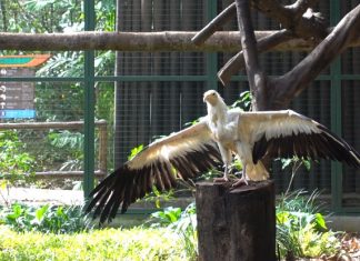 Retirement Aviary At Jurong Bird Park: Home For Former Stars Of Kings Of The Skies Show Retirement Aviary Opens At Jurong Bird Park For Former Stars Of Kings Of The Skies Show