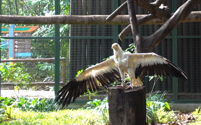 Retirement Aviary Opens At Jurong Bird Park For Former Stars Of Kings Of The Skies Show