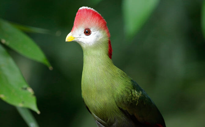 Red-Crested Turaco