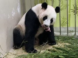 River Safari Welcomes First Giant Panda Baby: Kai Kai & Jia Jia Are Parents To A New Cub