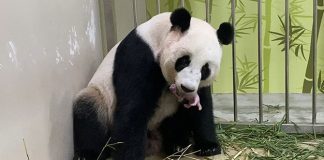 River Safari Welcomes First Giant Panda Baby: Kai Kai & Jia Jia Are Parents To A New Cub