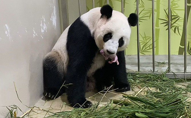 River Safari Welcomes First Giant Panda Baby: Kai Kai & Jia Jia Are Parents To A New Cub