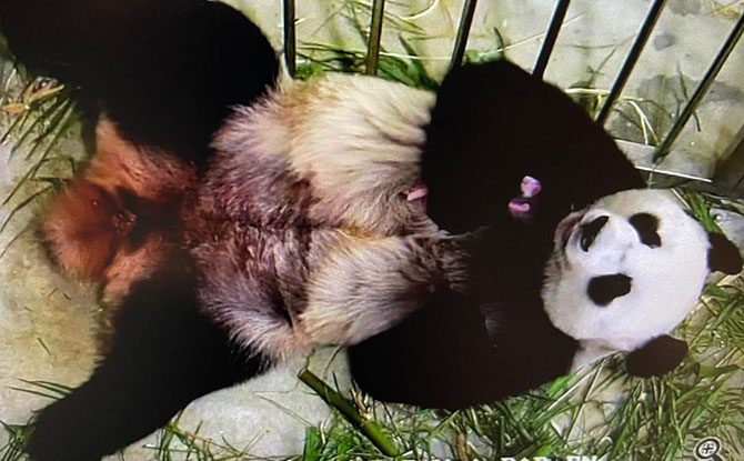 Kai Kai and Jia Jia are New Parents to a Panda Baby