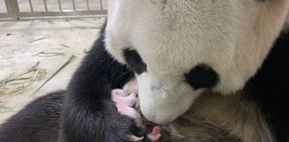 Jia Jia Adapting Well To Motherhood In The First Week Since Giving Birth