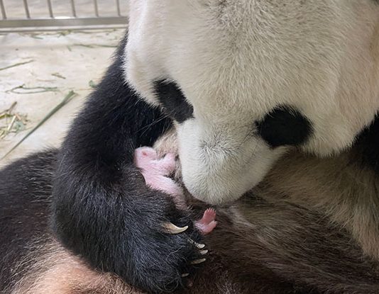 Jia Jia Adapting Well To Motherhood In The First Week Since Giving Birth