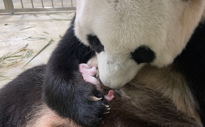 e-Jia-Jia-and-cub-on-19-August-2021.-Image-credit-to-Wildlife-Reserves-Singapore- Jia Jia Adapting Well To Motherhood In The First Week Since Giving Birth
