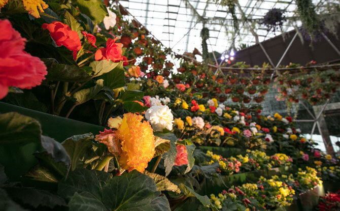 Begonia Brilliance at Gardens by the Bay: Brimming With Blooming Begonias