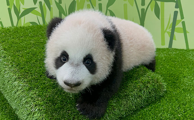 Giant Panda Cub Born In Singapore Named Le Le