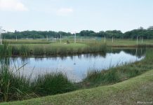 Lorong Halus Wetland