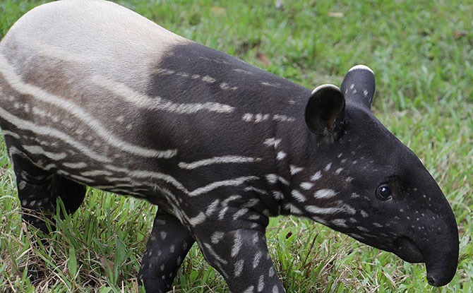 Baby Animals Born in 2020 at Singapore's Wildlife Parks