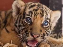 Close To 400 Animals Babies Arrived At Singapore’s Wildlife Parks In 2020, Including A Pair Of Tiger Twins