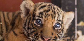 Close To 400 Animals Babies Arrived At Singapore’s Wildlife Parks In 2020, Including A Pair Of Tiger Twins
