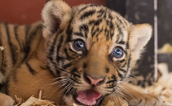 Close To 400 Animals Babies Arrived At Singapore’s Wildlife Parks In 2020, Including A Pair Of Tiger Twins