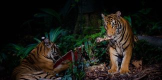 Tiger-Themed Activities In Singapore: Get Roaring Around The City