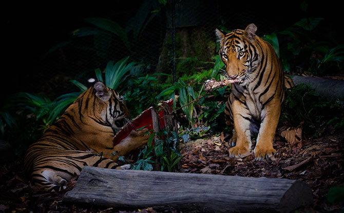 Tiger-Themed Activities In Singapore: Get Roaring Around The City