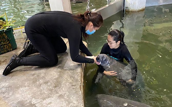 Manatees