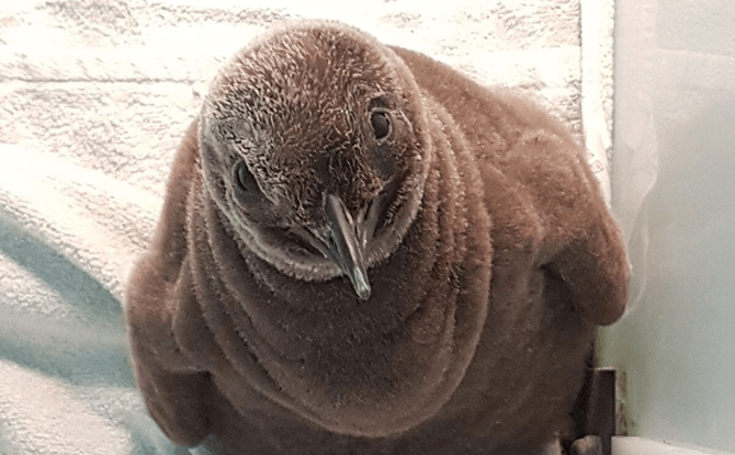 Maru at one month with the beginnings of a thick brown coat