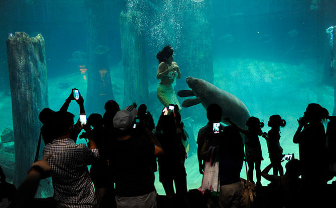 Mermicorno, Mermaids And Manatees At River Safari In September 2018