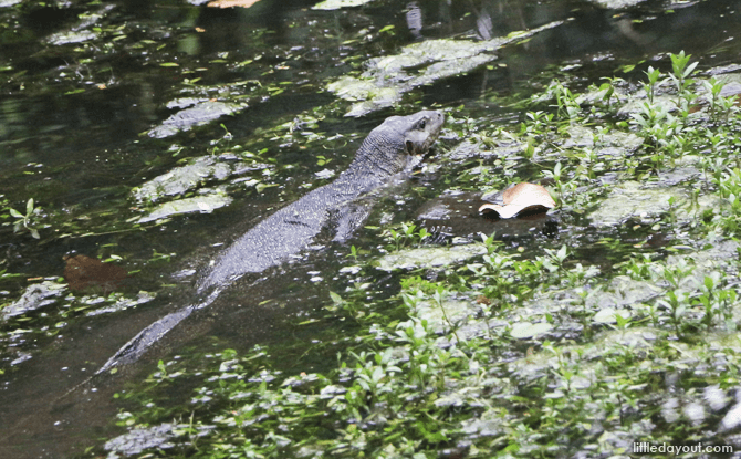 5 Essentials to Bring to Sungei Buloh Wetland Reserve 8 Monitor Lizard at Sungei Buloh Wetland Reserve