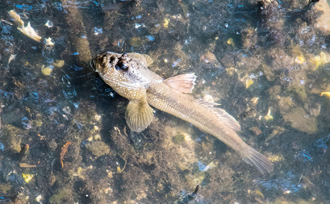 Mudskipper