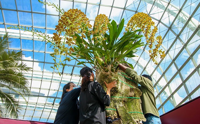 Orchid Specimen At Gardens By The Bay To Be Awarded Highest Accolade From Orchid Society Of South East Asia 2 Significance of First Class Certificate Award
