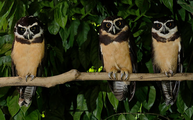 Spectacled Owls at Night Safari