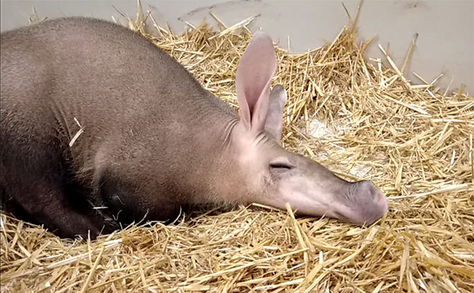 Alika the aardvark snoozing in her bed of hay during her month-long quarantine.