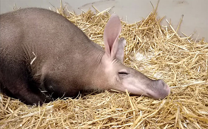 Alika, Singapore’s First Aardvark, Makes Her Appearance At Night Safari