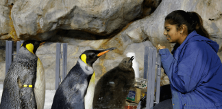 Two month old Maru with a pair of adult King Penguins