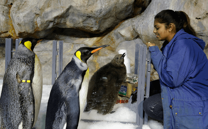 Two month old Maru with a pair of adult King Penguins