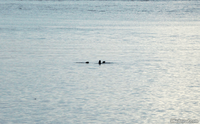 5 Essentials to Bring to Sungei Buloh Wetland Reserve 11 Otters spotted in the waters off Sungei Buloh Wetland Reserve