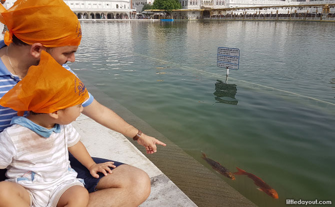 Koi at the Golden Temple - Amristar, India