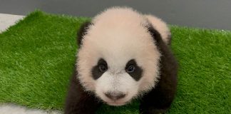 Singapore's Panda Cub Takes Its First Baby Steps