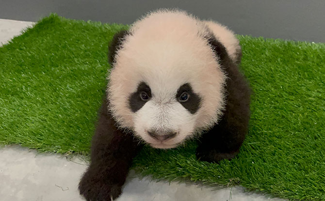 Singapore's Panda Cub Takes Its First Baby Steps